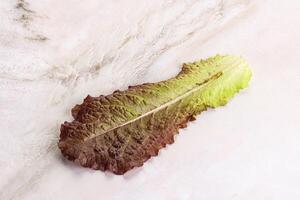 Green lettuce salad leaf isolated photo