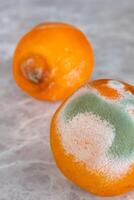 Moldy orange fruit on table. Mildew covered food. Concept of wasting food. photo