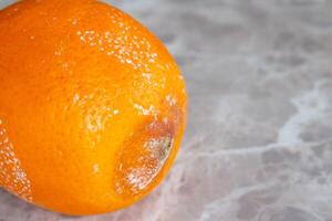 Moldy orange fruit on table. Mildew covered food. Concept of wasting food. photo