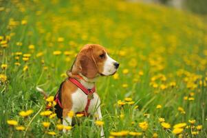 perro beagle en un caminar en el verano en un verde campo con amarillo diente de león foto