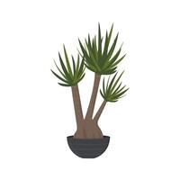 yucca in a pot in a vector