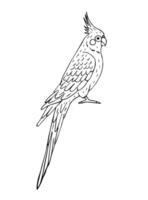 Vector hand drawn doodle corella cockatiel parrot