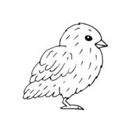 Vector hand drawn doodle sketch baby chick