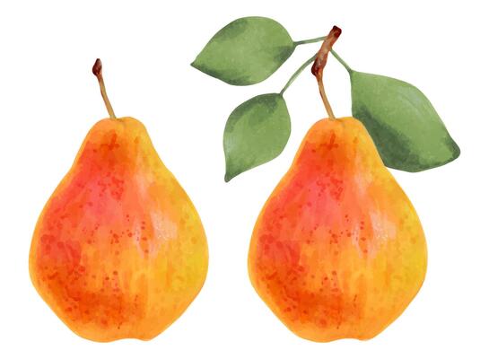 Yellow pears with and without leaves.Ripe fruits from the tree. Vegetarian products. Organic food. Clip art for packaging design, menu, agriculture. Hand drawn watercolor illustration, isolated