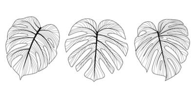 Set of vector doodles of monstera leaves.