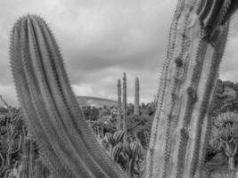 the island of Lanzarote photo