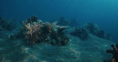 AmazingLiving corals underwater in clear blue ocean. Marine wild life in tropical sea video