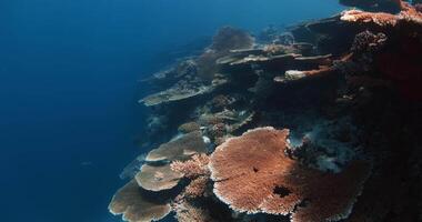 unter Wasser Riff mit tolle Riese Korallen. schön Leben Koralle im das Blau Meer. Beliebt Ziel - - Koralle Garten video