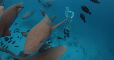 Freitaucher Frau Schwimmen mit das Krankenschwester Haie und Fische im tropisch Blau Ozean video