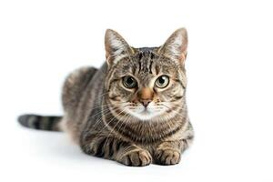 AI generated Studio portrait of a sitting tabby cat looking forward against a white backdground photo