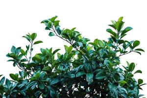 AI generated Flower bush shrub tree plant isolated tropical jungle plant with clipping path. photo