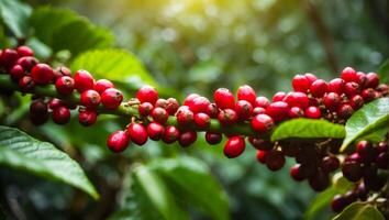 AI generated Coffee ripening on a plantation photo