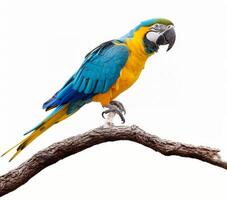 AI generated A vibrant macaw parrot perched on a branch, showcasing its colorful feathers isolated on white background. photo