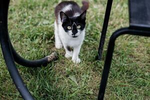 black and white cat in grass photo