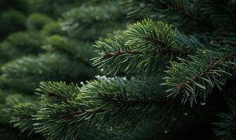 AI generated Close-up of spruce branches with red berries on blurred background photo