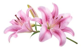 AI generated Pink lily flowers bouquet isolated on white background photo