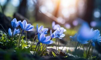 AI generated Blue crocus flowers in the forest. Early spring. Nature background photo