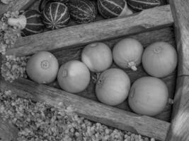 calabazas en alemania foto