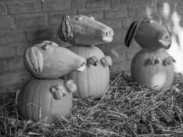pumpkins in germany photo