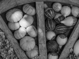 pumpkins in germany photo