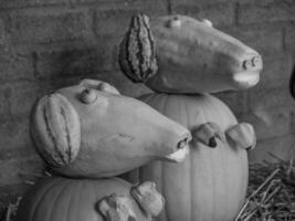 pumpkins in germany photo