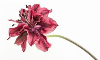 AI generated Beautiful purple lily flower isolated on white background photo