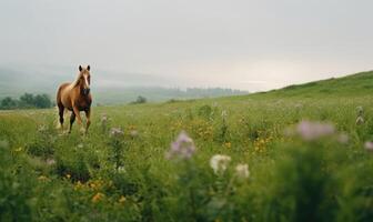 AI generated Horse in the meadow on a foggy summer morning. photo