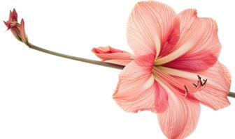 AI generated Pink flower isolated on white background cutout. Close-up. photo