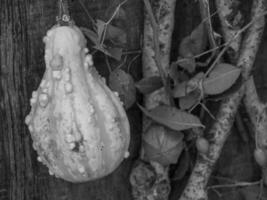 PUMPKINS IN WESTPHALIA photo