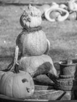 PUMPKINS IN WESTPHALIA photo