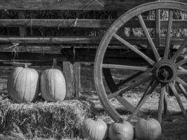 PUMPKINS IN WESTPHALIA photo