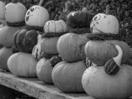 calabazas en westfalia foto