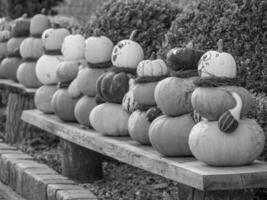 PUMPKINS IN WESTPHALIA photo