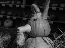 PUMPKINS IN WESTPHALIA photo