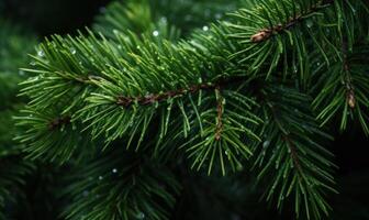 AI generated Pine branches with dew drops close-up. Nature background photo