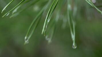 Close up of rain drops on green pine needles with fresh green copyspace. Abstract background from conifer evergreen pine tree branches with dew water drops. Rain drops on pine needles with sun rays video