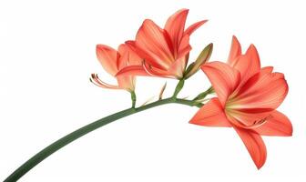 AI generated Orange Amaryllis flowers isolated on white background photo