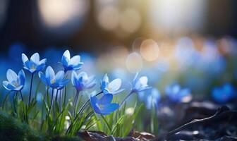 AI generated Blue crocus flowers in the forest. Early spring. Nature background photo