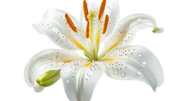 AI generated White lily flower isolated on white background with clipping path. Close up. photo