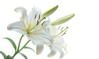 AI generated White lily flower isolated on white background with clipping path. Close up. photo