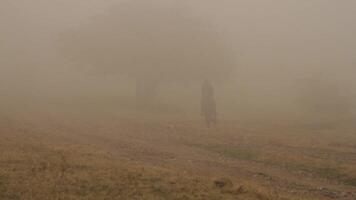 hombre montando oscuro marrón caballo a través de campo cerca grande árbol en grueso niebla. disparo. vaquero es montando el caballo rápido en bajo noche ligero. video