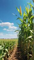 AI generated A lush corn field against a bright blue sky background, background image, generative AI photo