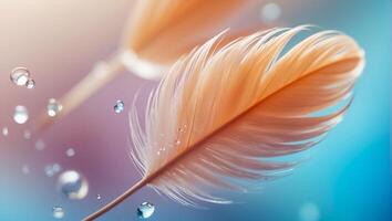 Beautiful feather, drop of water, color background photo