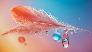 Beautiful feather, drop of water, color background photo