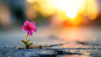 ai generado rosado flor floreciente en medio de hormigón a puesta de sol foto