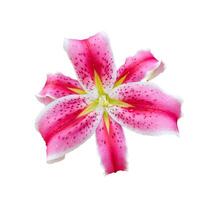 pink lily flower isolated on white photo