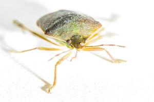 An Asian bedbug Halyomorpha halys photo