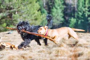 Two dogs play by running with a stick photo