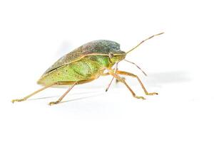 Specimen of Asian bedbug Halyomorpha halys photo