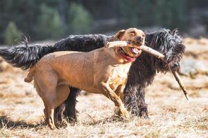 Two dogs play with a stick photo